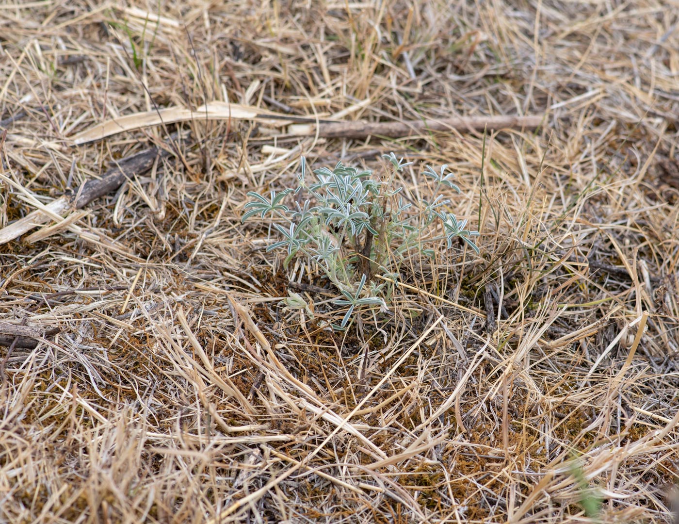 Изображение особи Lupinus mutabilis.