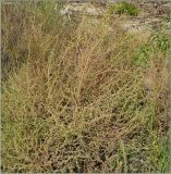 Bassia scoparia. Плодоносящее растение. Чувашия, окр. г. Шумерля, берег р. Сура, ниже устья р. Шумерлинка. 16 сентября 2010 г.