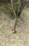 Cissus quadrangularis