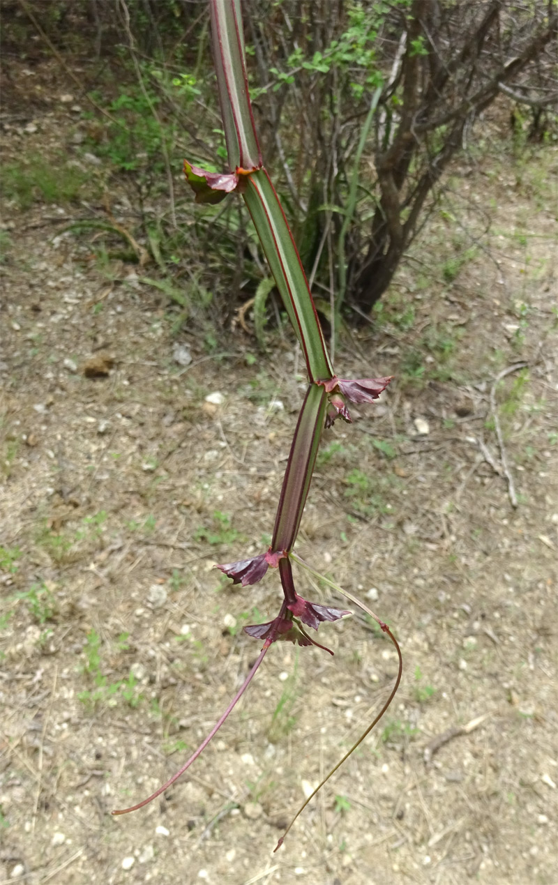 Изображение особи Cissus quadrangularis.