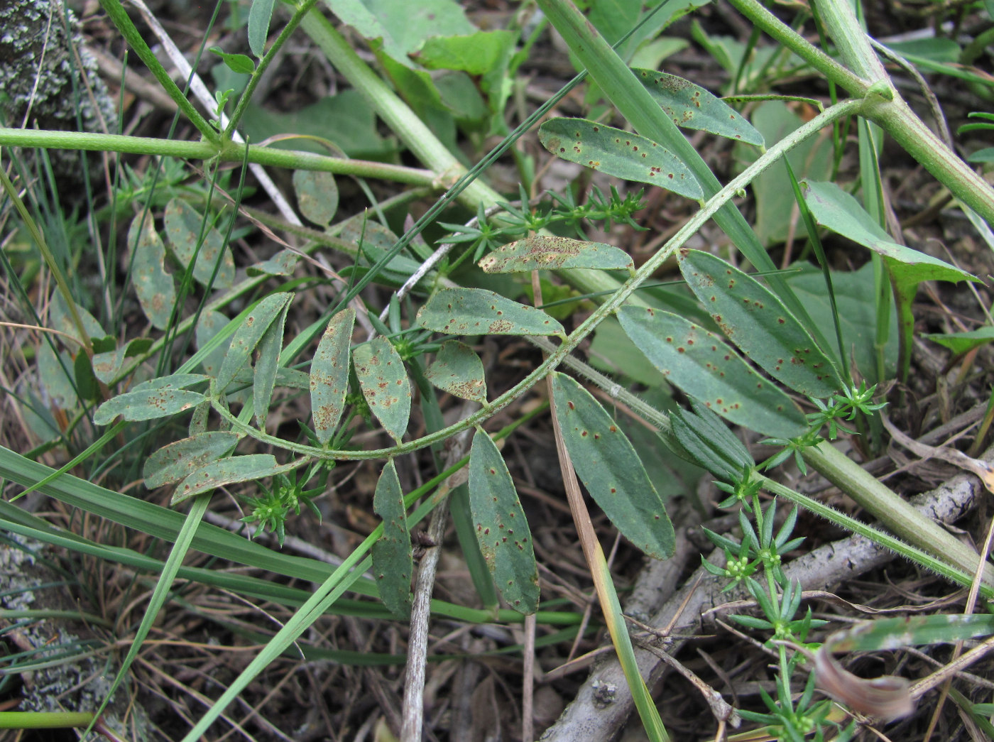 Изображение особи Astragalus onobrychis.