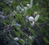 Symphoricarpos variety laevigatus