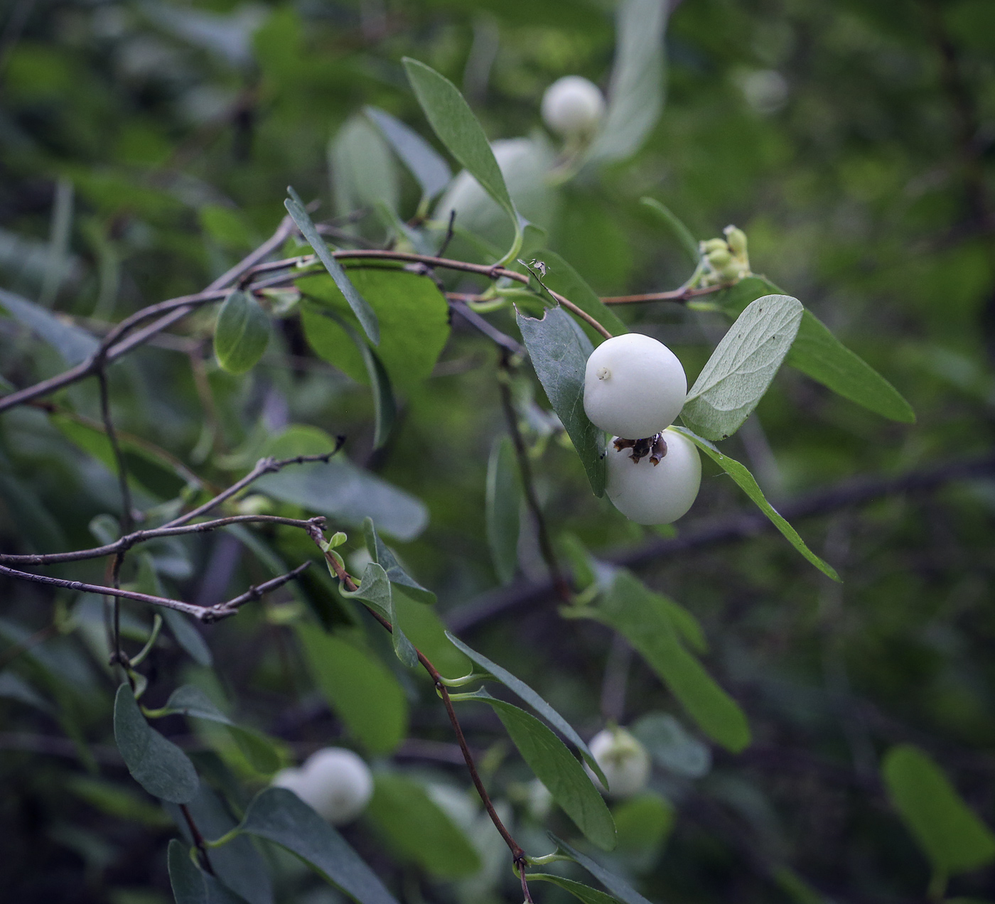 Изображение особи Symphoricarpos albus var. laevigatus.