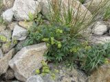 Alchemilla sericea. Цветущее растение, поражённое ржавчиной Trachyspora melospora. Кабардино-Балкария, Эльбрусский р-н, долина р. Ирикчат, ок. 2800 м н.у.м., каменистое место. 06.07.2020.