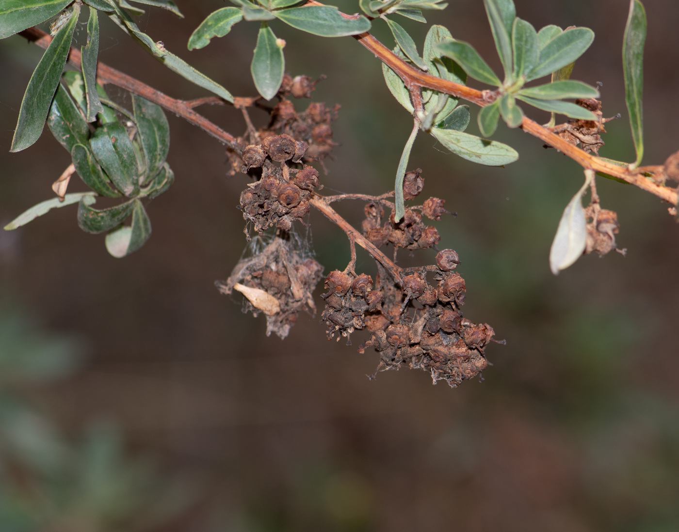 Image of Escallonia paniculata specimen.