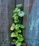 Glechoma hederacea. Ползучий побег. Чувашия, окр. г. Шумерля, южный склон холма возле пос. Лесное. 26 сентября 2008 г.