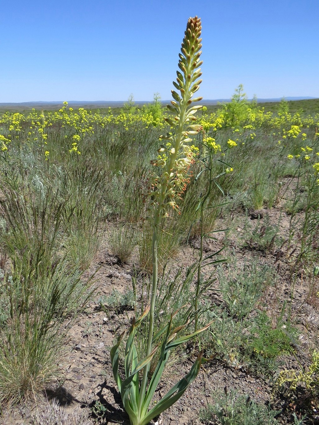 Image of Eremurus altaicus specimen.