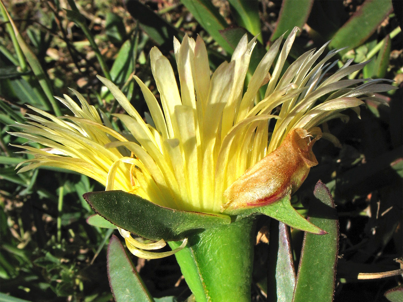 Image of Carpobrotus edulis specimen.