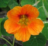 Tropaeolum majus. Цветок. Санкт-Петербург, клумба. 4 октября 2008 г.