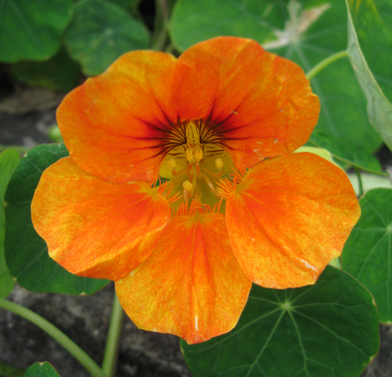 Изображение особи Tropaeolum majus.