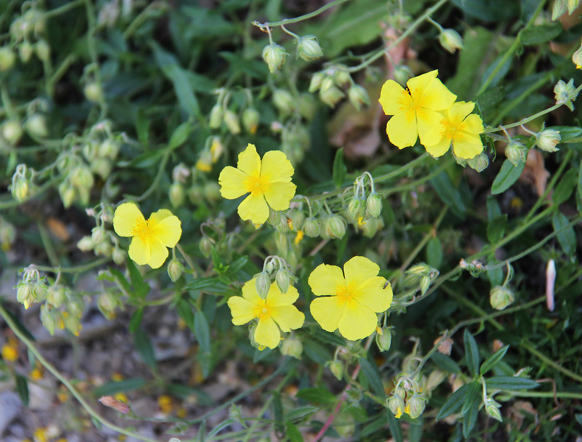 Image of Helianthemum ovatum specimen.