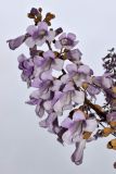 Paulownia tomentosa. Верхушка побега с соцветием. Узбекистан, г. Андижан, в городском озеленении, в культуре. 27.03.2021.