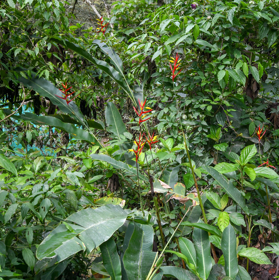 Изображение особи Heliconia subulata.