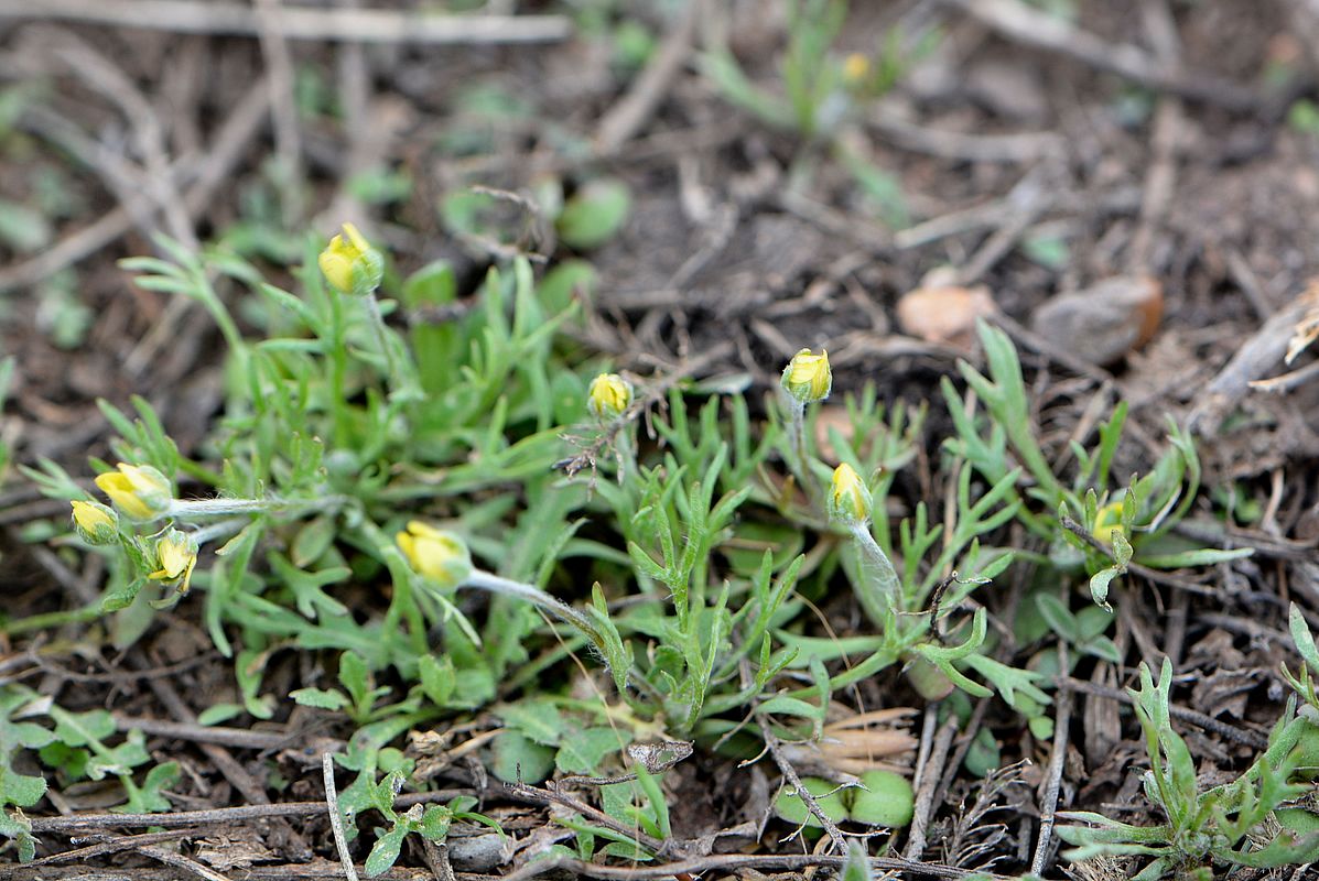 Изображение особи Ceratocephala orthoceras.