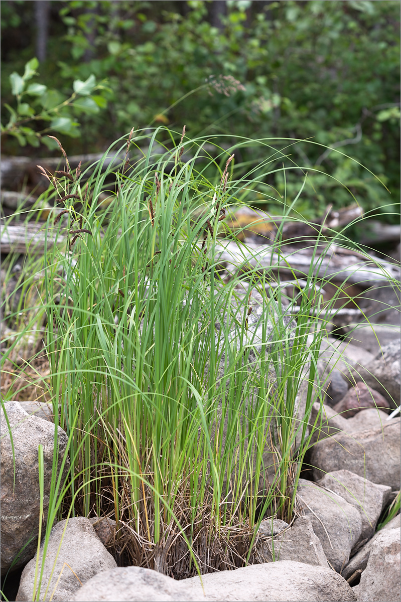 Изображение особи Carex acuta.