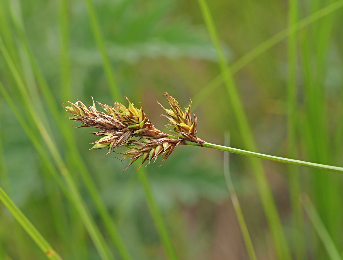 Image of Carex praecox specimen.