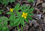 Anemone ranunculoides