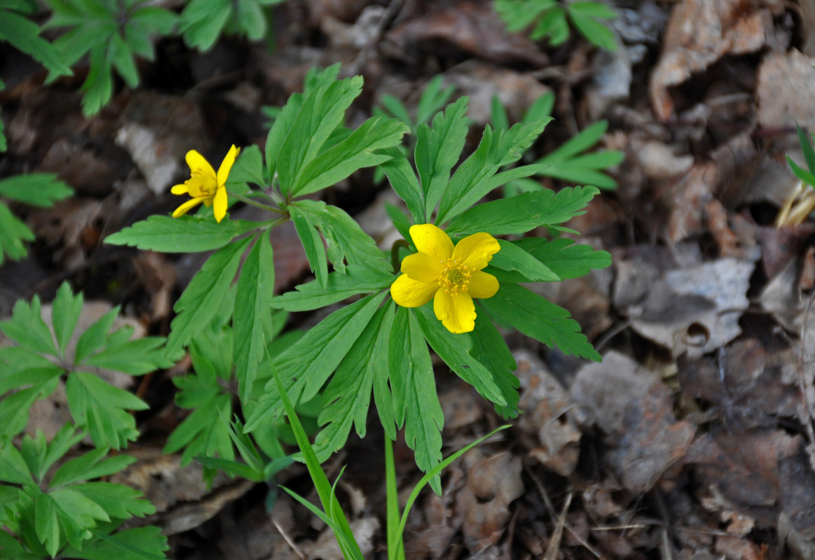Image of Anemone ranunculoides specimen.
