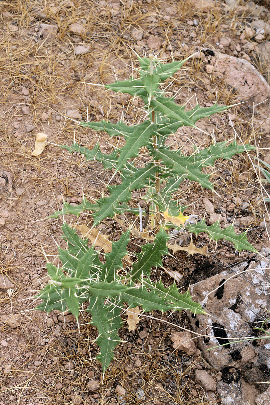 Изображение особи Echinops lipskyi.