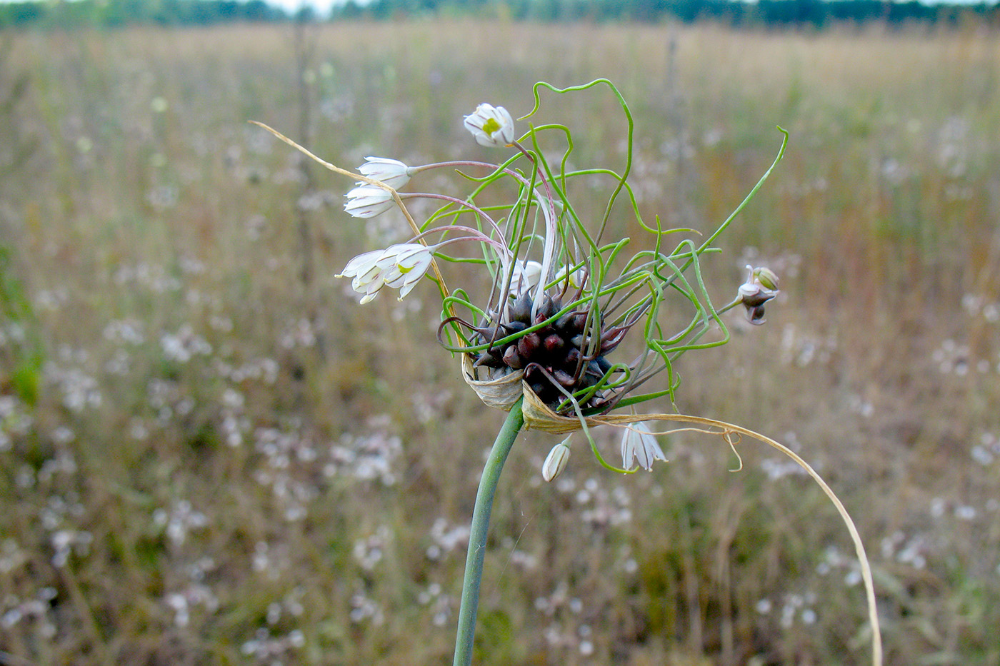 Изображение особи Allium oleraceum.