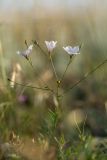 Linum tenuifolium. Верхушка цветущего и плодоносящего растения. Крым, Караларский природный парк, окр. бухты Коровья, степь. 03.07.2021.