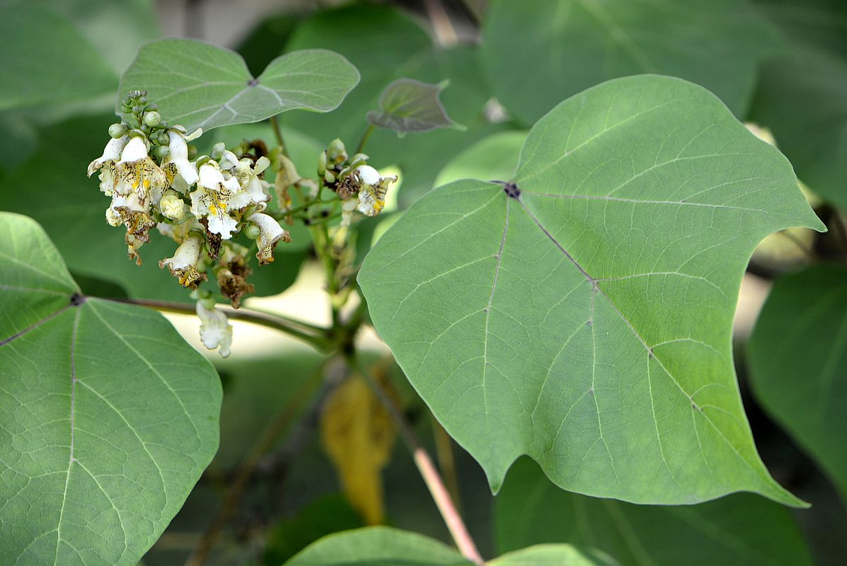 Image of Catalpa bignonioides specimen.