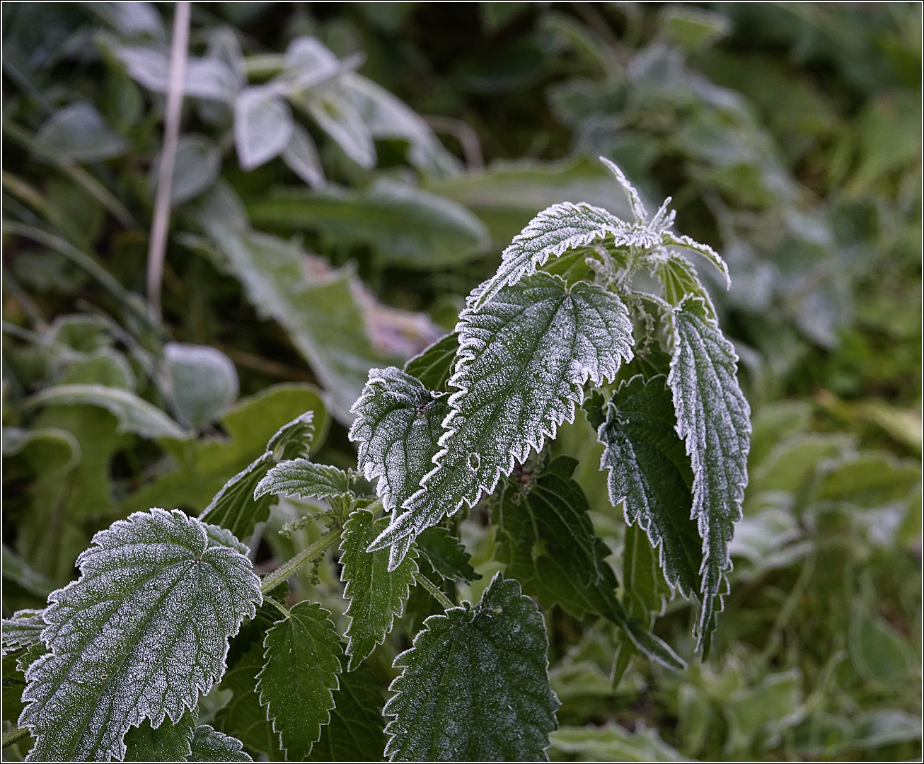 Изображение особи Urtica dioica.