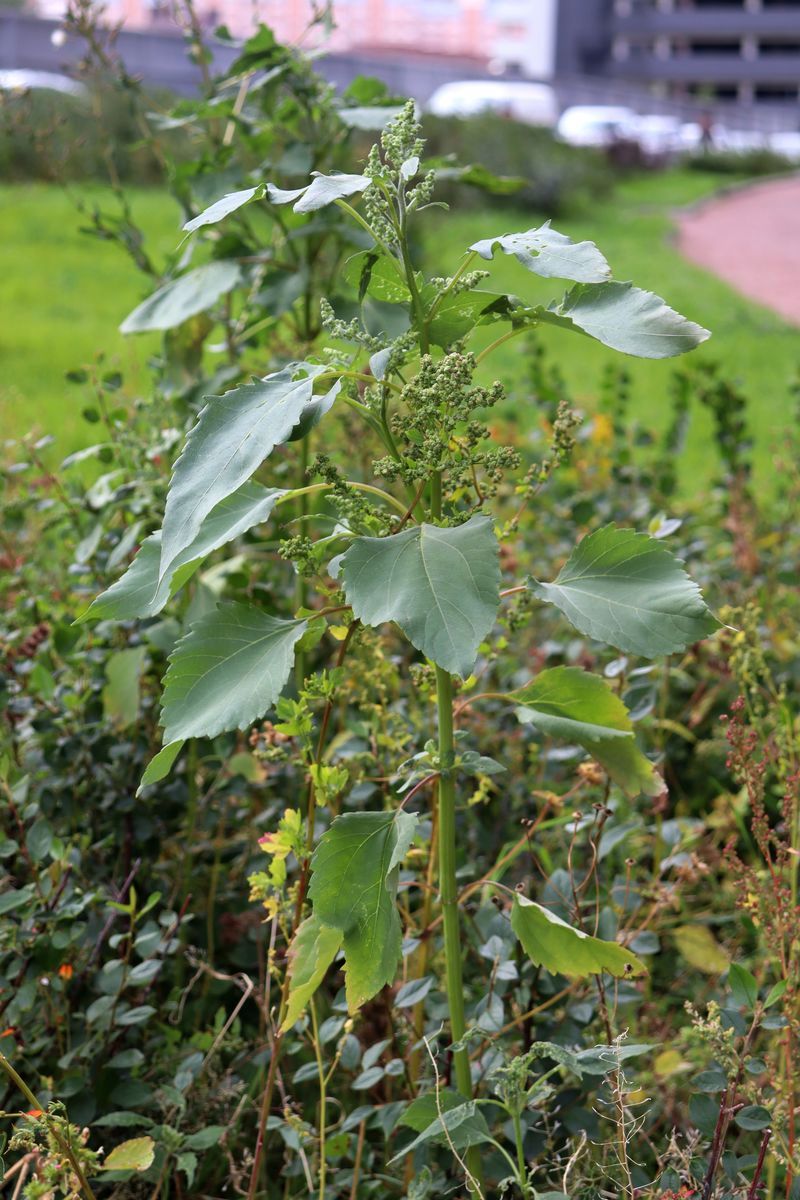 Image of Cyclachaena xanthiifolia specimen.