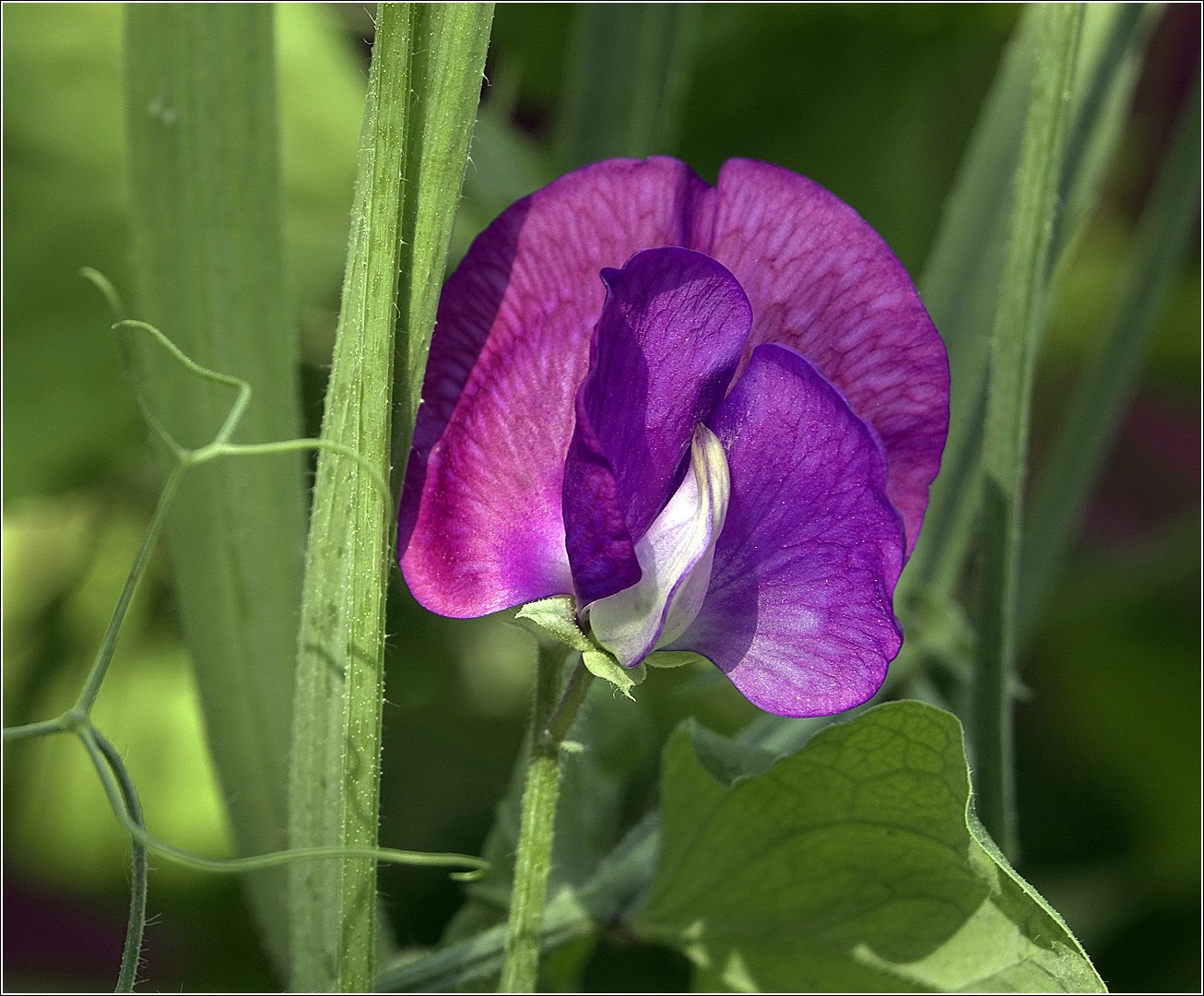 Изображение особи Lathyrus odoratus.