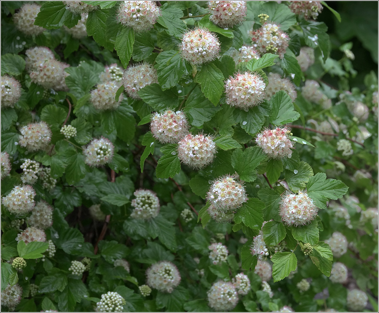 Изображение особи Physocarpus opulifolius.