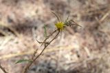Image of taxon representative. Author is Зоя Эль
