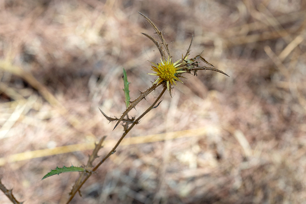 Image of Carlina curetum specimen.