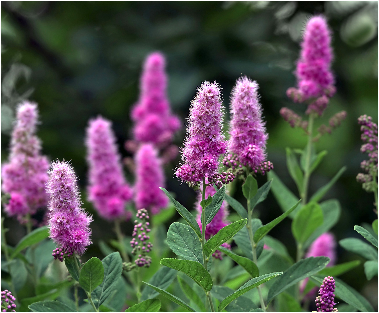 Изображение особи Spiraea &times; billardii.