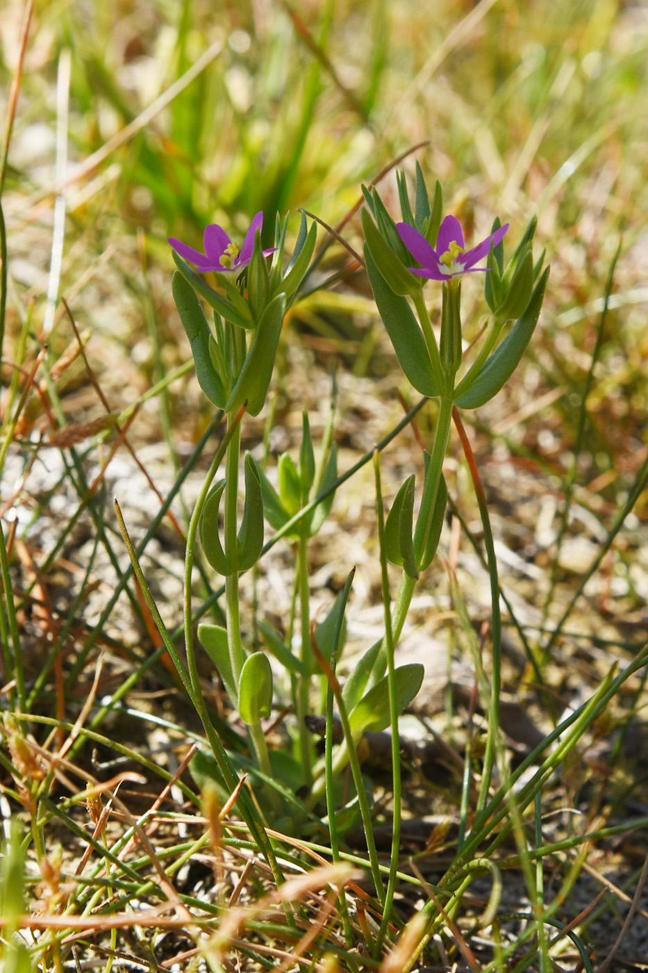 Image of Centaurium pulchellum specimen.