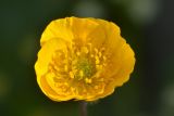 род Ranunculus