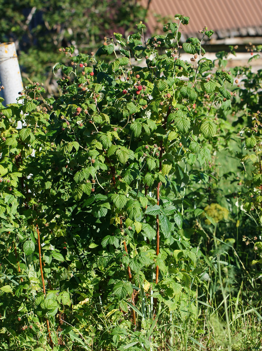 Image of Rubus idaeus specimen.