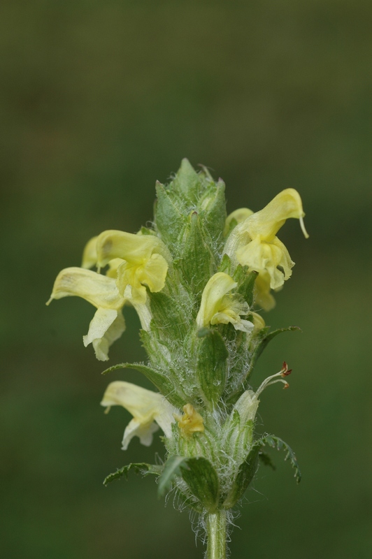 Image of Pedicularis ludwigii specimen.