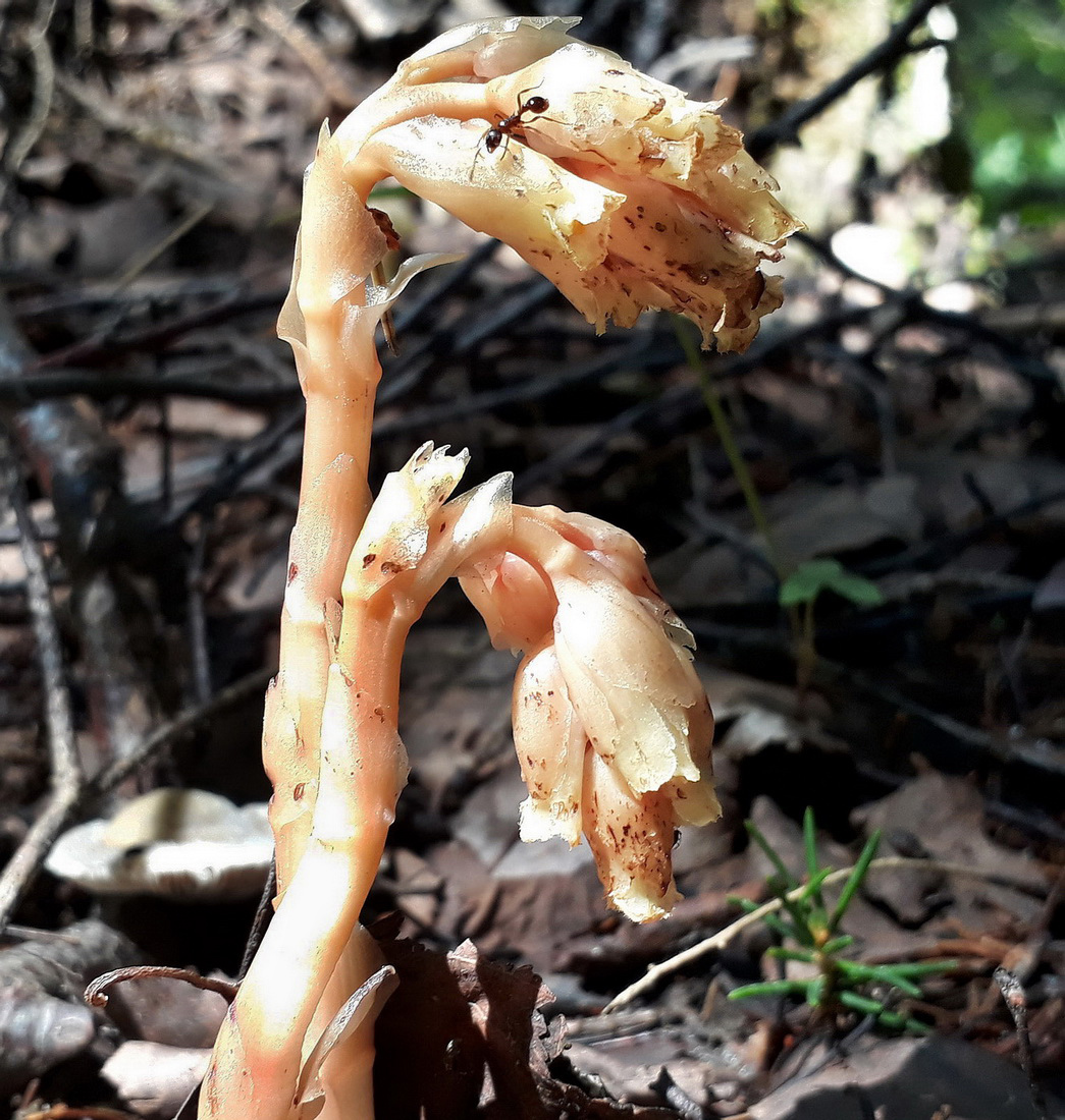 Image of Hypopitys monotropa specimen.