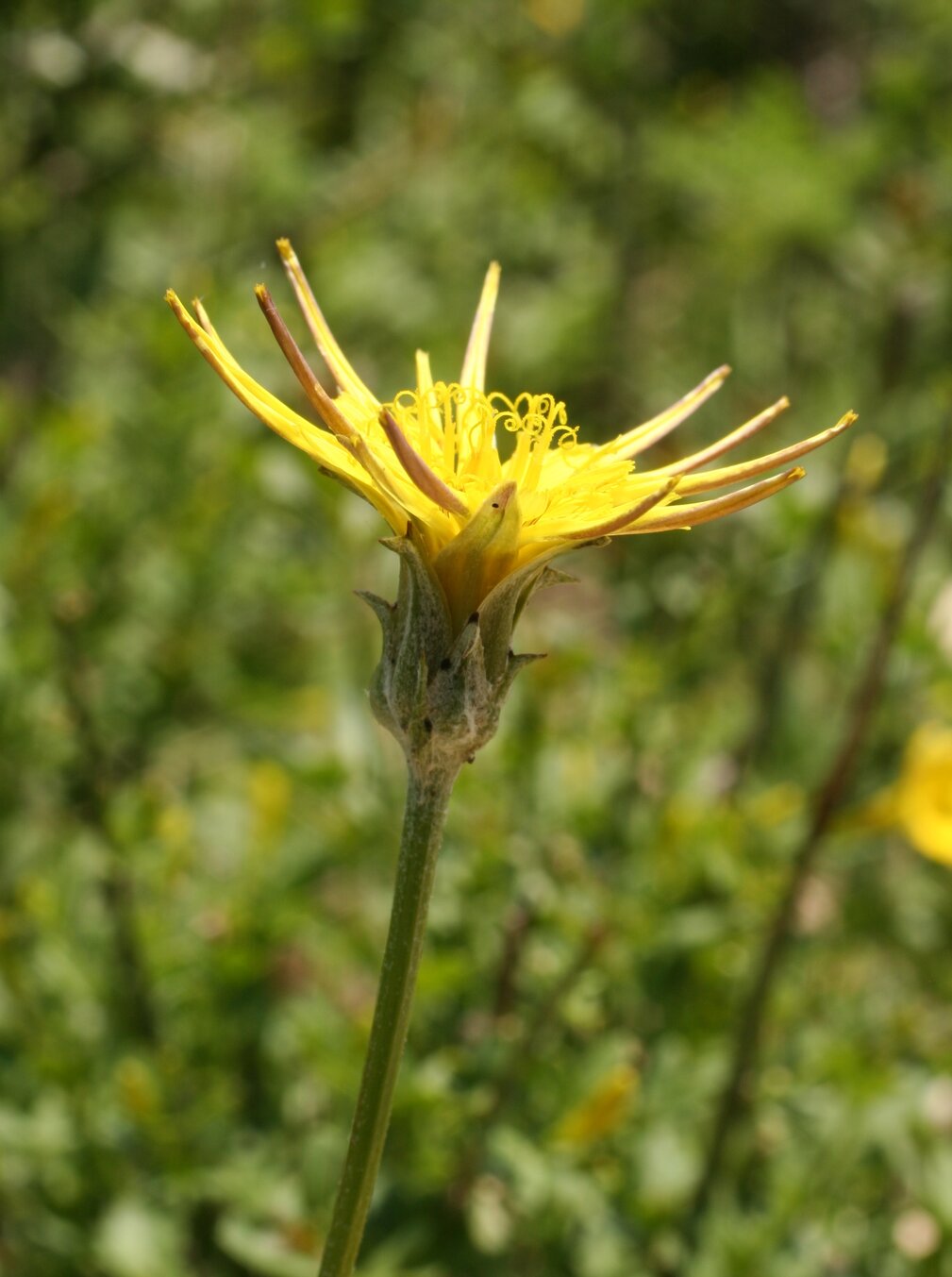 Image of Scorzonera cana specimen.