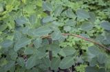 Lespedeza bicolor