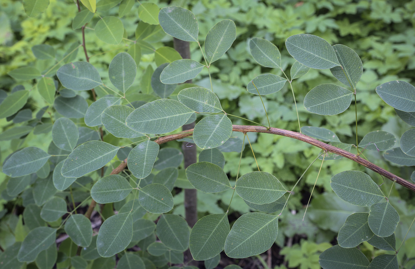 Image of Lespedeza bicolor specimen.