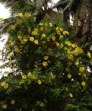 Allamanda cathartica