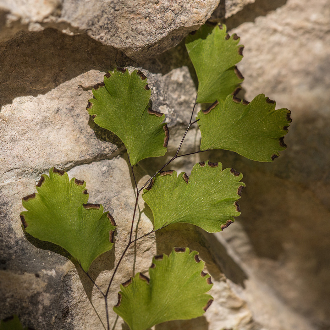 Изображение особи Adiantum capillus-veneris.