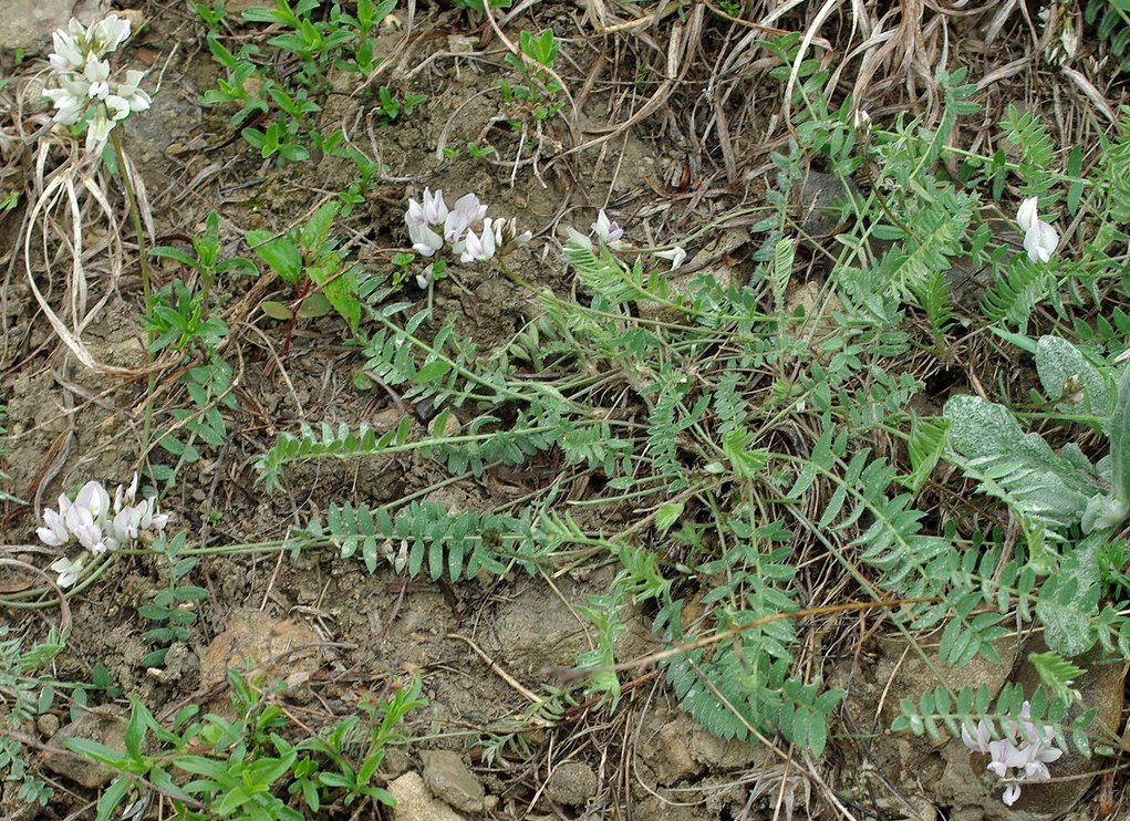 Изображение особи Oxytropis dasypoda.