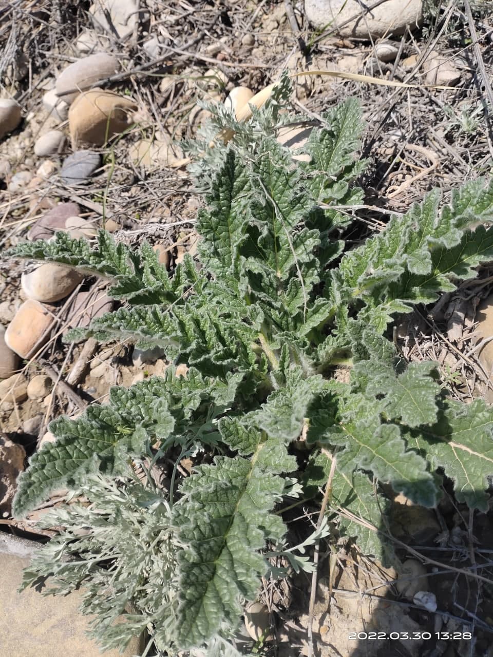 Image of Phlomoides kirghisorum specimen.