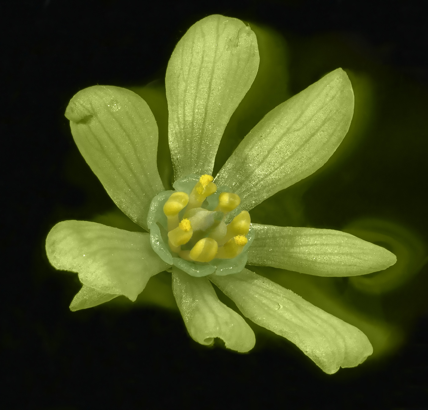 Изображение особи Caulophyllum robustum.