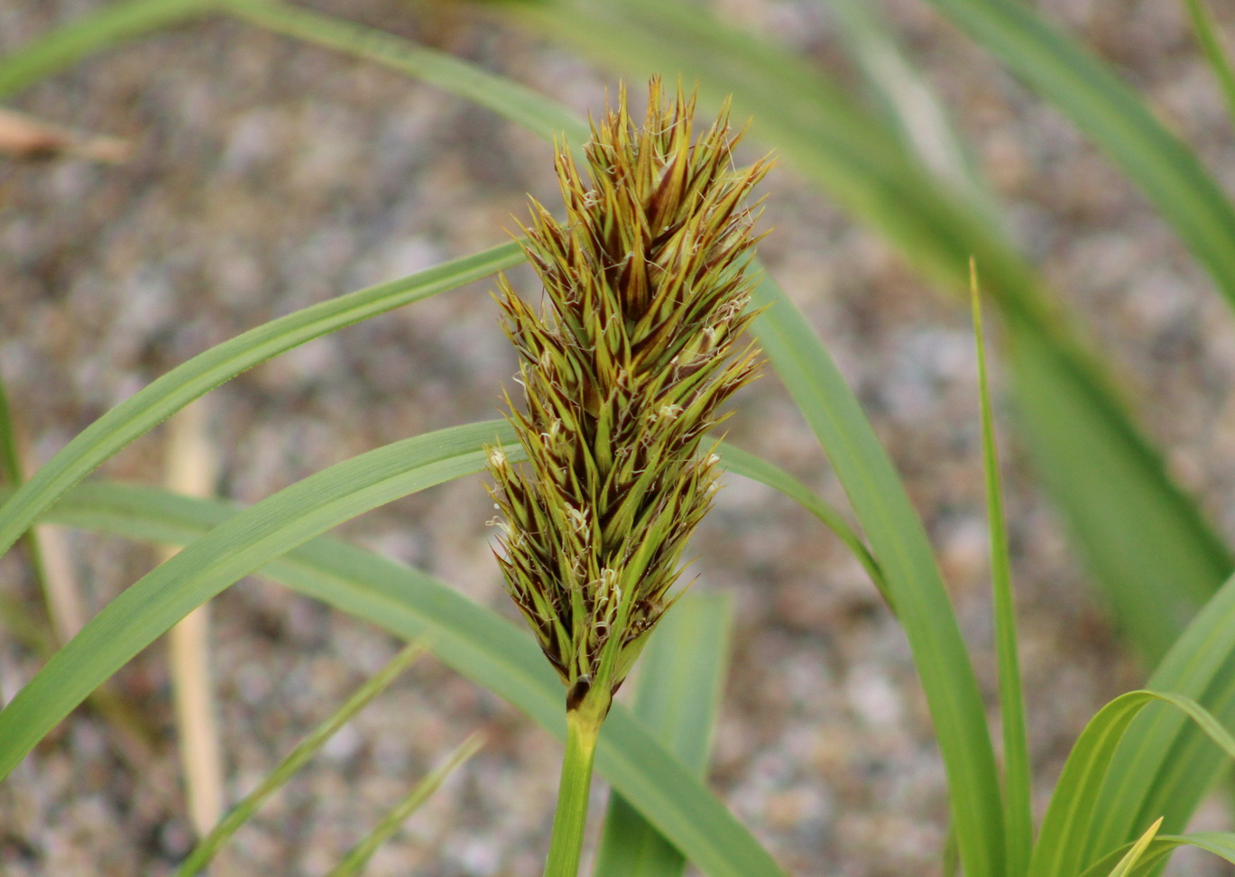 Изображение особи Carex macrocephala.