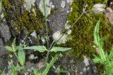 Melandrium latifolium