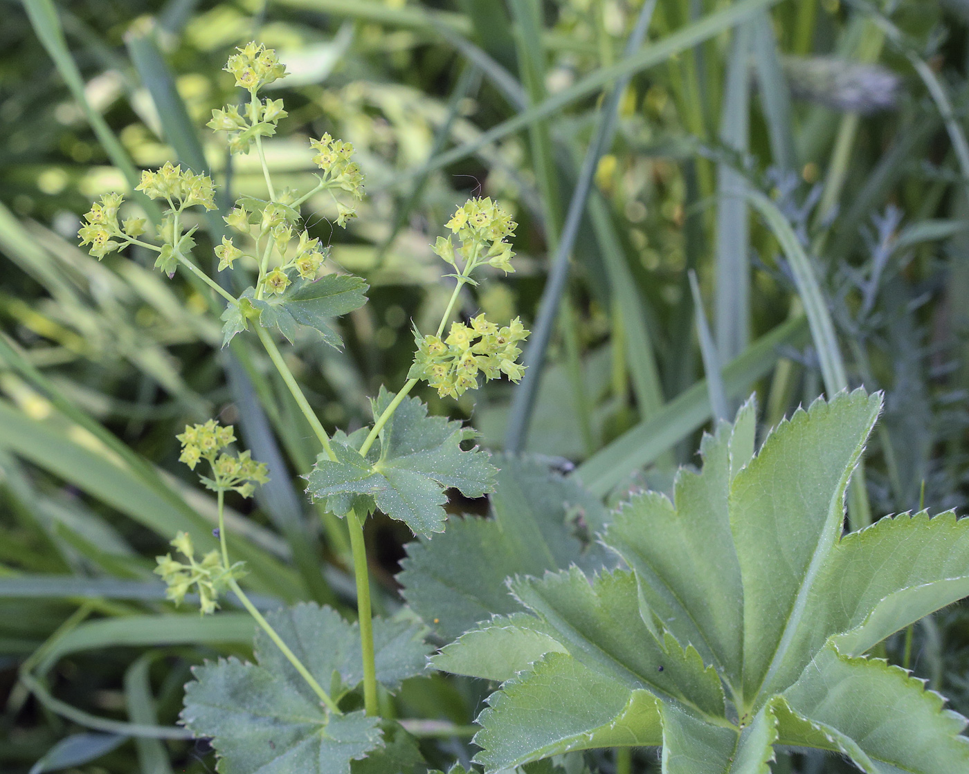 Изображение особи род Alchemilla.