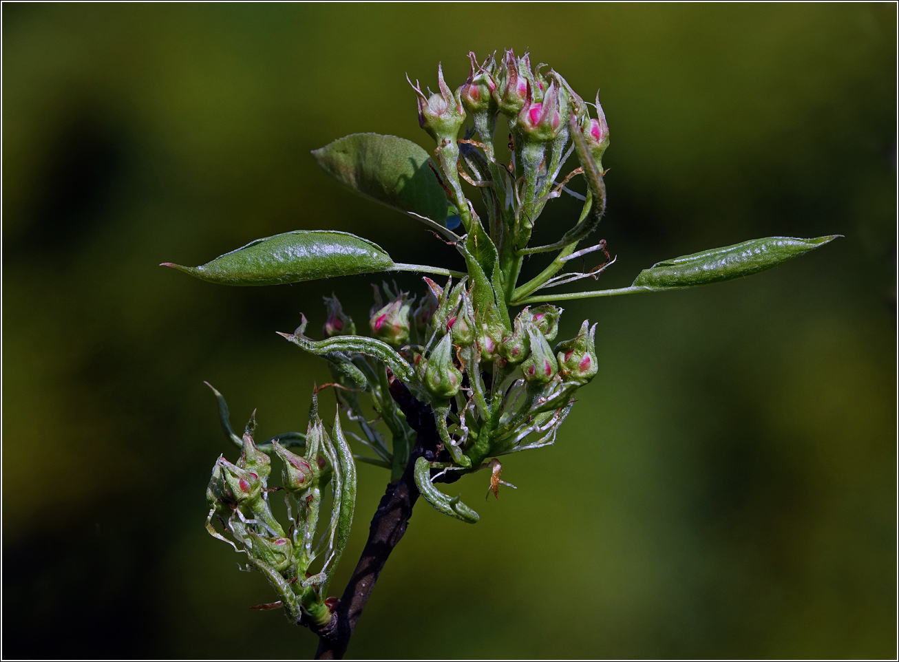 Image of Pyrus communis specimen.